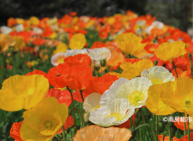 ポピーの花