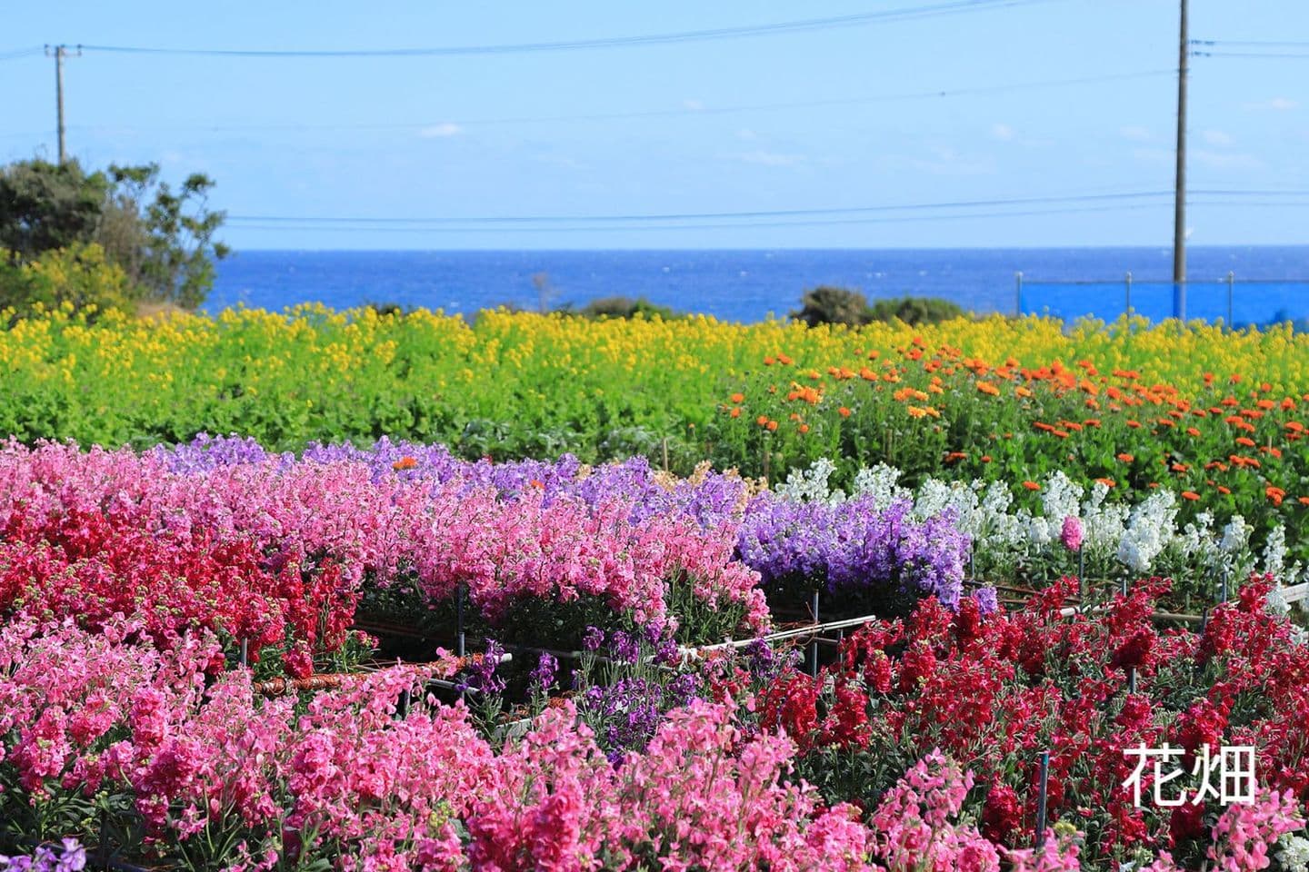 白間津の花畑