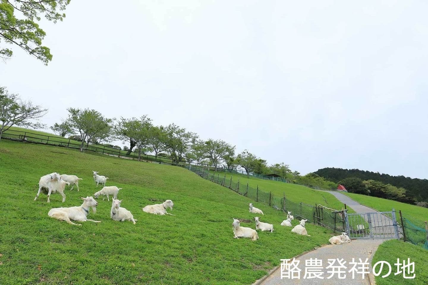 酪農発祥の丸山町