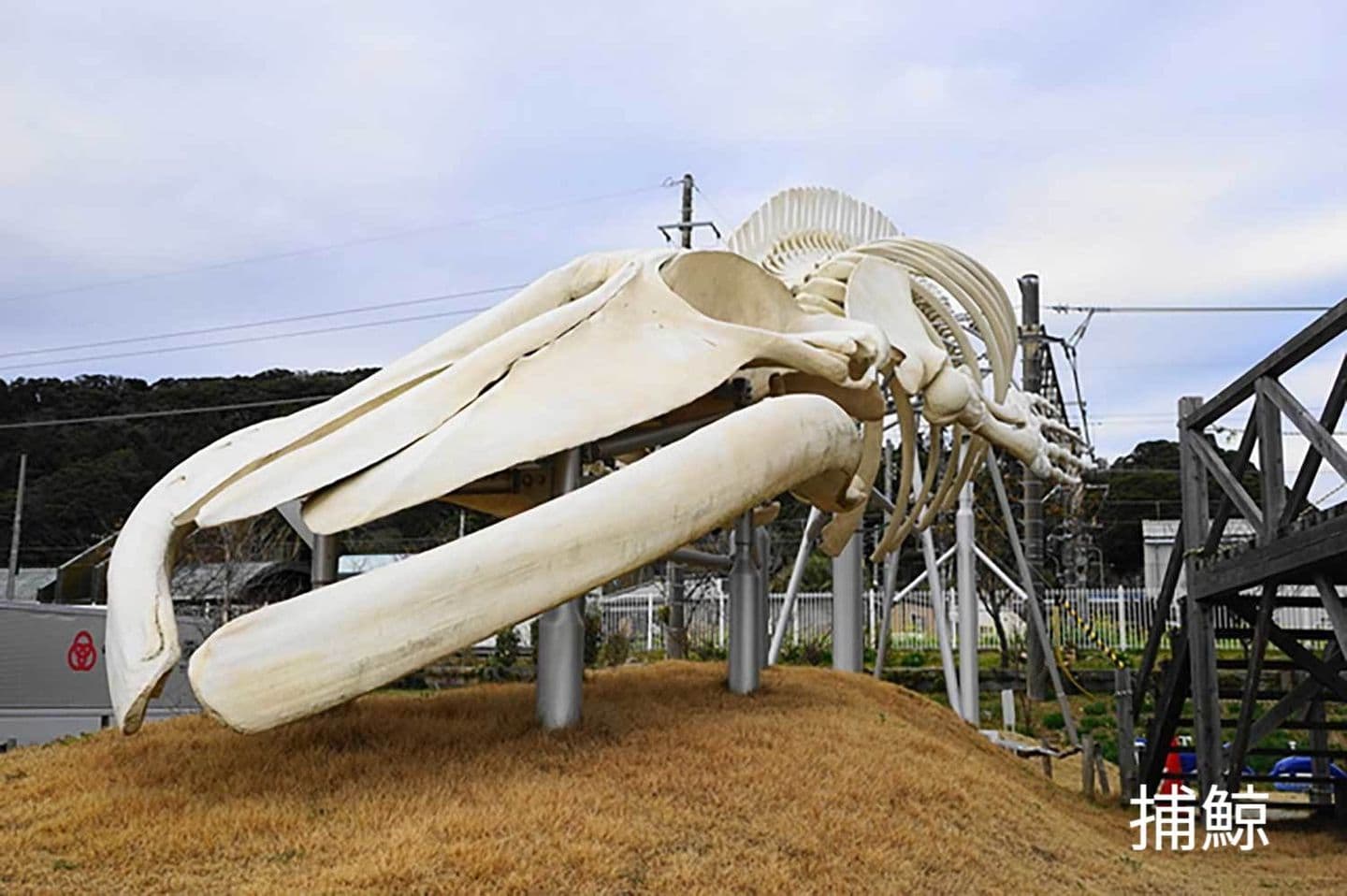 シロナガスクジラの全身骨格標本がある和田町の道の駅和田浦 WA・O！