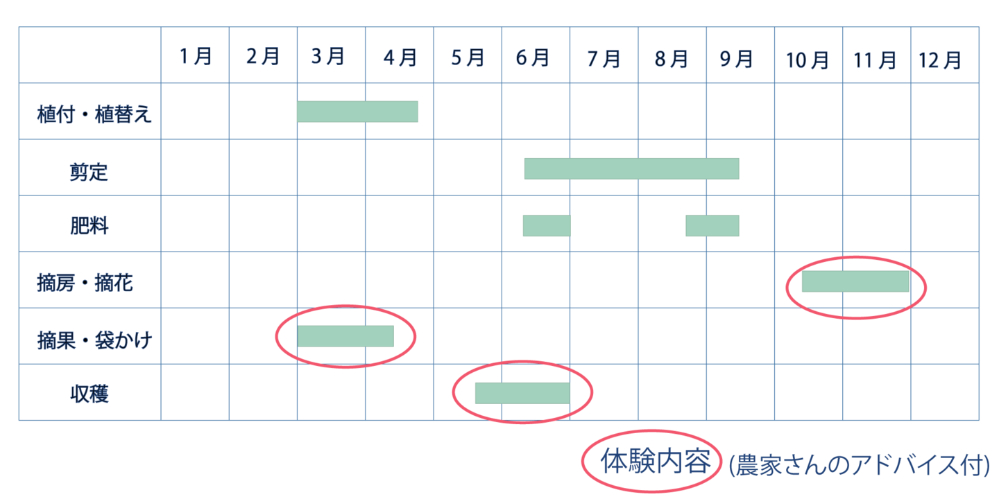 ビワを栽培する年間のスケジュール