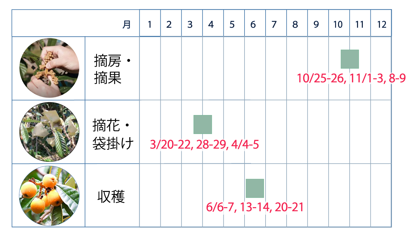 2025年度のびわ栽培の日程