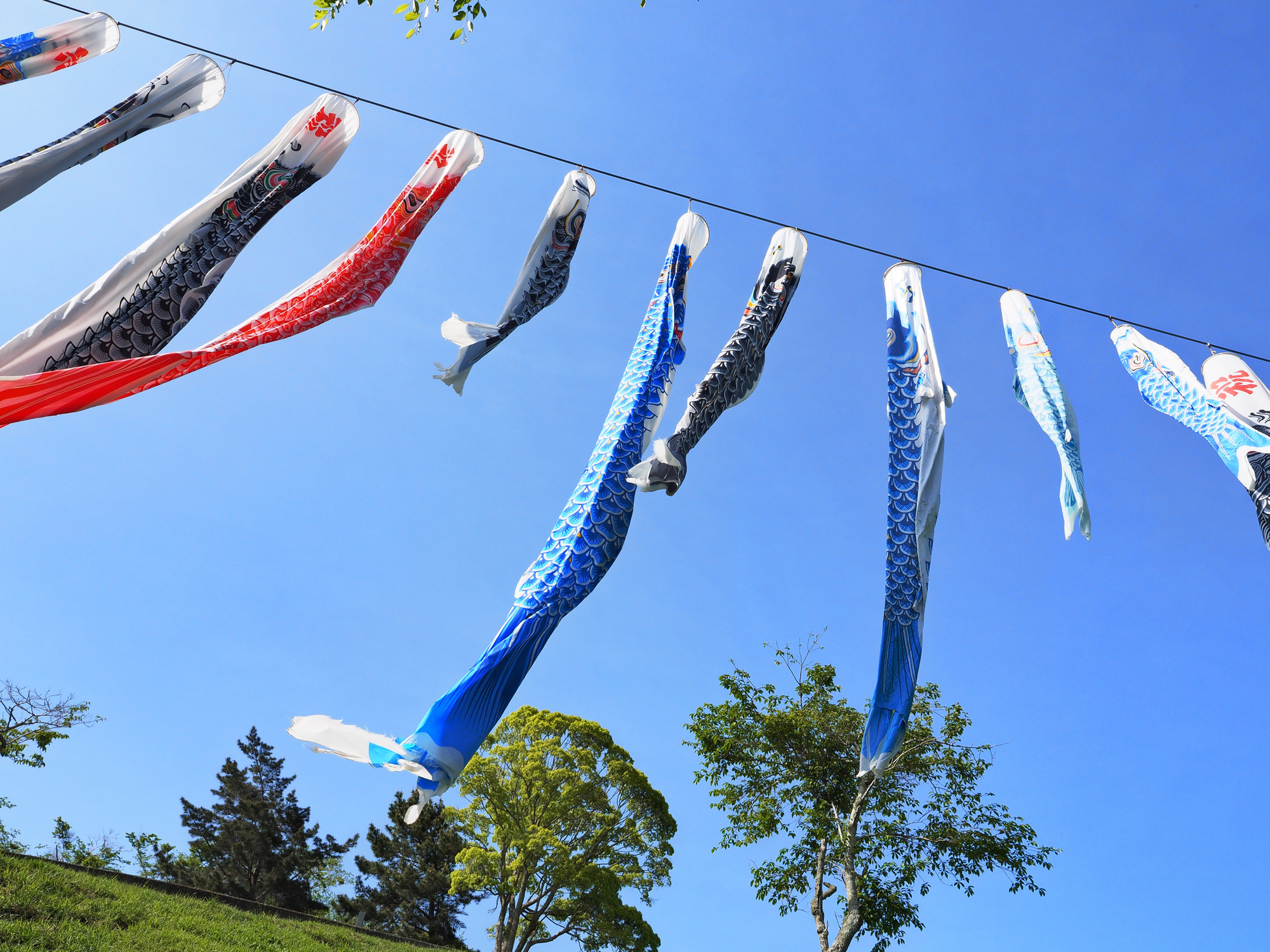 南房総の酪農のさとの鯉のぼり