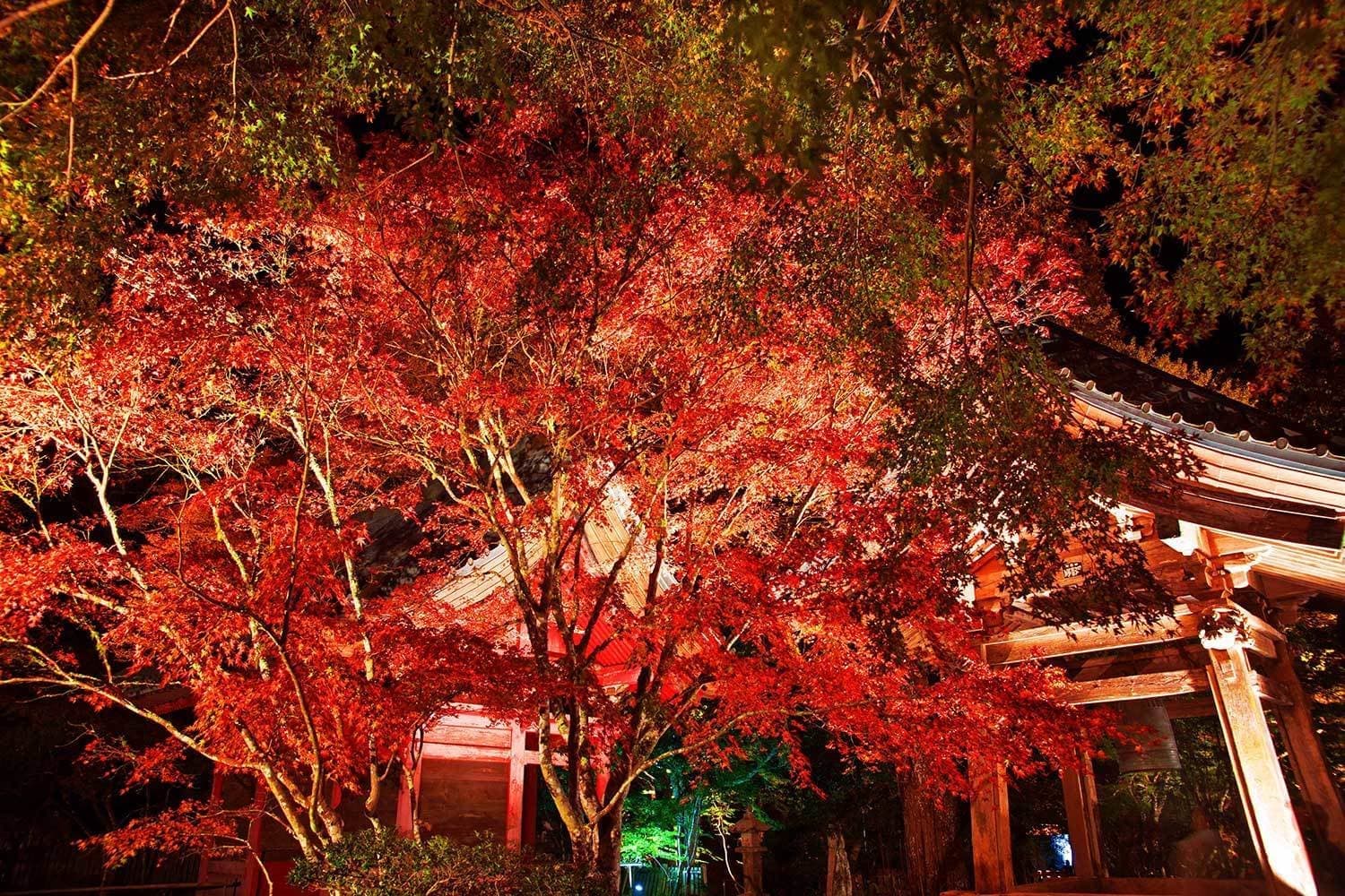 南房総の小松寺では鮮やかな紅葉も楽しめる